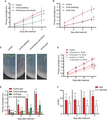 Ultraviolet-B Radiation Represses Primary Root Elongation by Inhibiting Cell Proliferation in the Meristematic Zone of Arabidopsis Seedlings